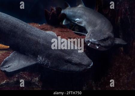 Deux requins dans l'aquarium de l'océanographie. Banque D'Images