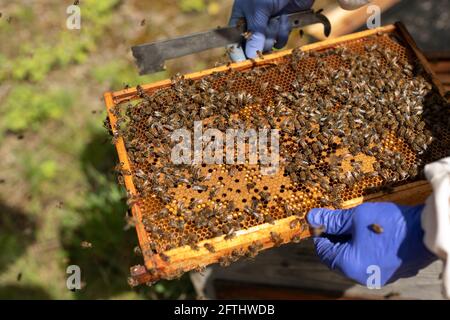 Cadre plein d'abeilles, abeille sur cadre, cadre de couvain, Bienen, beaucoup d'abeilles sur cadre, couvain d'abeille scellé, cadre de couvain de main, couvain d'abeille ouvrier Banque D'Images