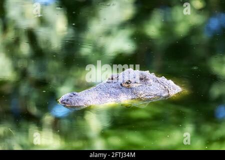 Gros crocodile africain dans l'eau verte en gros plan Banque D'Images