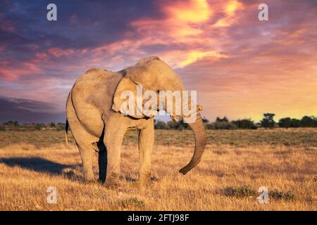 Vue en gros plan du gros éléphant d'Afrique Banque D'Images