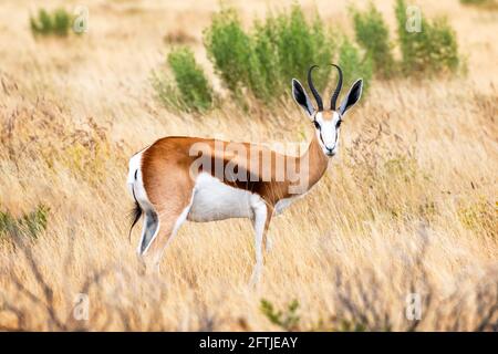 Un mâle d'impala à face noire Banque D'Images