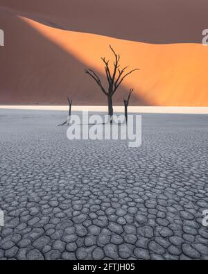 Arbres Camelthorn morts au lever du soleil Banque D'Images