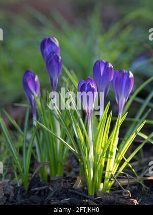 Gros plan sur les crocuses qui poussent dans le jardin au printemps, dans le Worcestershire, au Royaume-Uni. Banque D'Images