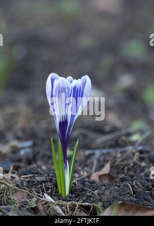 Gros plan d'un seul Crocus, variété 'Pickwick' poussant dans le jardin au printemps, Worcestershire, Royaume-Uni. Banque D'Images