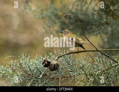 Goldcrest, Regulus regulus, adulte célibataire perché sur la branche de conifères, Worcestershire, Royaume-Uni Banque D'Images