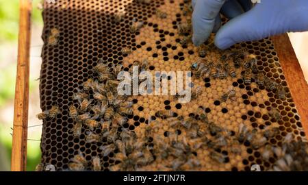 Apiculteur tenant le cadre de la couvée, attrapant l'abeille reine, tâches d'apiculture, inspection de l'abeille, Imker mit Bienen, cadre de drone, main gantée attrapant la reine abeille Banque D'Images