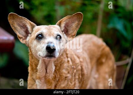 Portrait d'un chien de race mixte senior dans une maison jardin entouré de plantes Banque D'Images