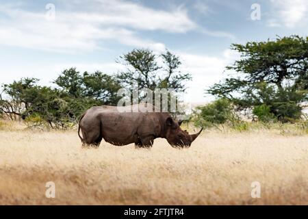 Rhinocéros blancs africains au parc national d'Etosha Banque D'Images