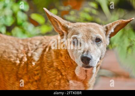 Portrait d'un chien de race mixte senior dans une maison jardin entouré de plantes Banque D'Images