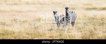 Famille de zébrures des plaines africaines sur les prairies de savane brune sèche Banque D'Images