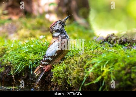 Gros plan d'un pic à pois moyens, Dendrocoptes medius, perché dans une forêt en été Banque D'Images