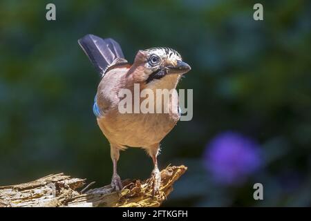 Gros plan d'un oiseau de jay eurasien (Garrulus glandarius) perché dans l'herbe. Couleurs d'été sur l'arrière-plan. Banque D'Images