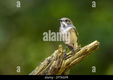 Gros plan d'un oiseau femelle de flycatcher à pied européen, Ficedula hypoleuca, qui perce sur une branche, chantant dans une forêt verte pendant les mers de reproduction de Springtime Banque D'Images