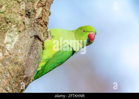 Le parakeet à rosier, Psittacula krameri, également connu sous le nom de parakeet à col annulaire, se réveille le matin et colle sa tête hors d'un trou dans un arbre. Banque D'Images