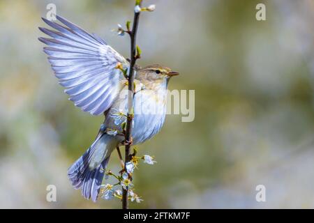 Gros plan d'un oiseau Paruline de saule, Phylloscopus trochilus, chantant lors d'une belle soirée d'été avec un léger contre-jour sur un fond vibrant. Banque D'Images