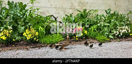 Canard et canetons dans le jardin botanique de Brera à Milan, faune. Animaux et nature dans le centre-ville. Lombardie. Italie Banque D'Images