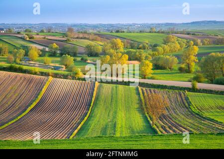 Pologne, paysage de printemps. Champs agricoles labourés dans la province de Sainte-Croix près du village de Cieszkowy Banque D'Images