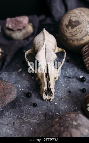 Vieux crâne de chien et pierres sur la table de sorcière. Atmosphère sombre et mystérieuse. Banque D'Images