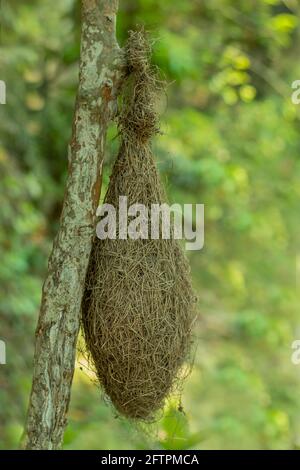 Babui oiseau ou petit tisserands nid fait de paille et suspendez l'arbre Banque D'Images