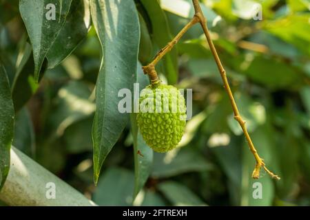 Litchi ou litchi vert cru unique, qui est une saison fruits et très doux délicieux gros plan Banque D'Images