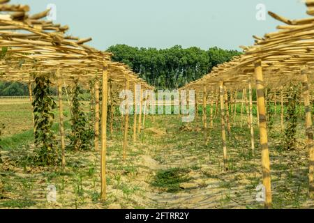 Deux rangées de clayette ont été faites avec des bâtons de jute pour la culture de gourdes pointues, de parwal ou de Parva dans le village Banque D'Images