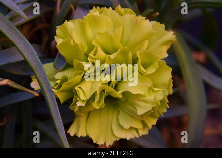 Carnation jaune ou fleur de carnation, Dianthus caryophyllus, au début du printemps Banque D'Images