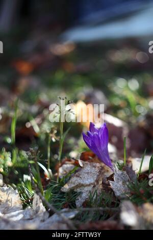 Photo colorée du crocus du début du printemps avec un joli effet bokeh. Prise avec un objectif russe vintage pour portrait. Banque D'Images