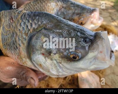 Grande taille rivière indienne poisson de Catla à la main de pêcheur Banque D'Images
