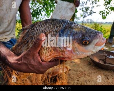 Grande taille rivière indienne poisson de Catla à la main de pêcheur Banque D'Images