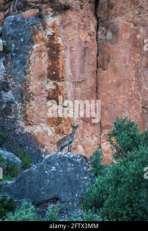 Chèvre de montagne (Capra pyrenaica), jeune homme, sur quelques falaises. Banque D'Images