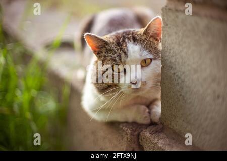 Portrait d'un chat gras reposant dans un jardin de printemps. Banque D'Images