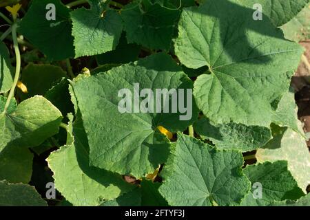 Concombres poussant dans le jardin. Les feuilles vertes s'étendent sur le sol. Le concept de l'agriculture, une nutrition appropriée et saine. Floraison et o Banque D'Images