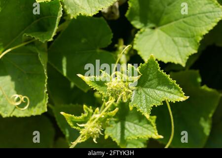 Concombres poussant dans le jardin. Les feuilles vertes s'étendent sur le sol. Le concept de l'agriculture, une nutrition appropriée et saine. Floraison et o Banque D'Images