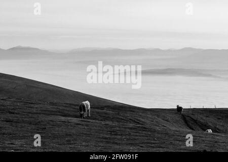 Vaches pasteurs sur une montagne, au-dessus d'une mer de brouillard remplissant une vallée Banque D'Images
