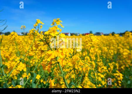 magnifique champ de fleurs jaunes Banque D'Images