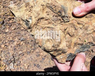 Ammonoidea fossile trouvé en morceau de pierre dans la main comme comparaison Banque D'Images