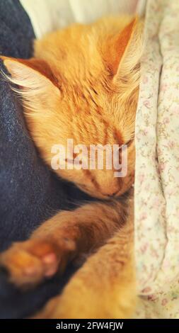 Vue rapprochée d'un joli chat endormi au gingembre allongé sur un lit sous une couverture fleurie. Prises en intérieur avec un éclairage naturel doux Banque D'Images