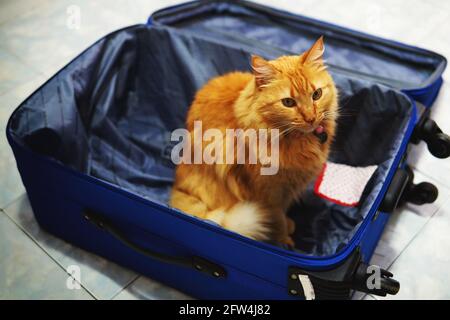 Petit chat orange mignon assis à l'intérieur d'une valise bleue ouverte et vide et regardant l'appareil photo. Prise en intérieur sous une lumière blanche et éclatante. Banque D'Images