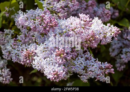 Inflorescence lilas au printemps, gros plan. Arbuste à fleurs de lilas commun Banque D'Images