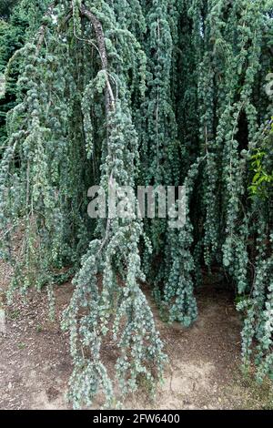 Cedrus atlantica 'glauca pendula' cèdre bleu de l'Atlas Banque D'Images