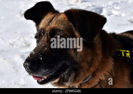 portrait d'un chien berger sur la neige Banque D'Images