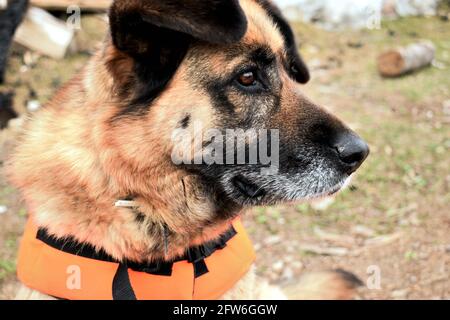 Portrait d'un berger allemand dans les montagnes Banque D'Images