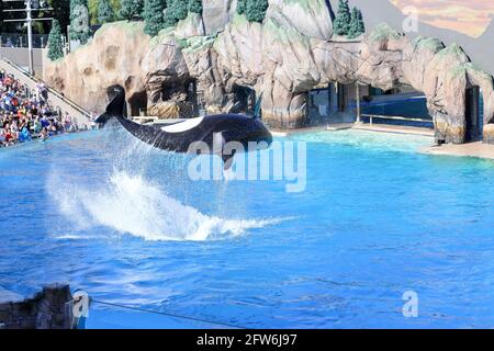 Orque sautant hors de l'eau volant dans les airs pendant un spectacle à Sea World, San Diego Banque D'Images