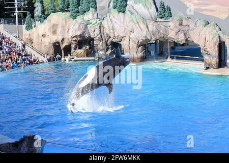 Orque sautant hors de l'eau lors d'un spectacle à Sea World, San Diego Banque D'Images