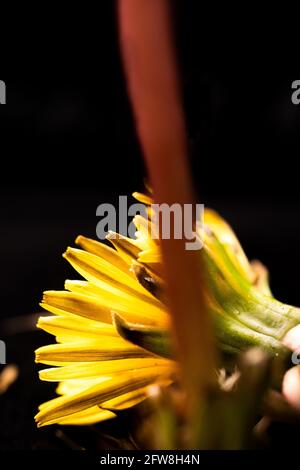 Tête de fleur de pissenlit jaune isolée posée derrière la tige de pissenlit Banque D'Images