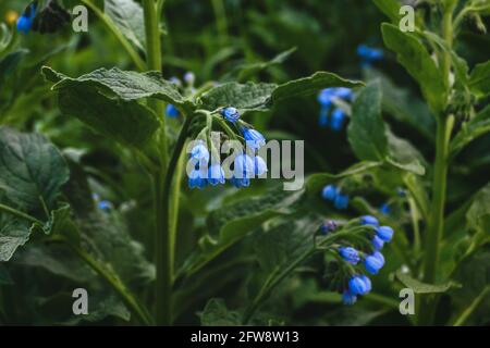 Fleurs bleues comfrey -, comfrey Quaker, boneset, knitbone, racine glissante en fleur Banque D'Images