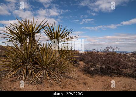 Joshua Tree National Park, CA, Etats-Unis - 30 décembre 2012: Groupe de Yucca Mojave sur la terre brune avec la végétation séchée sous un paysage bleu. Banque D'Images