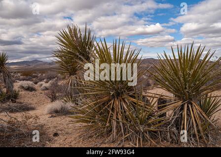 Joshua Tree National Park, CA, Etats-Unis - 30 décembre 2012: Groupe de Mojave Yucca sur la terre brune avec végétation séchée sous un paysage bleu. Banque D'Images