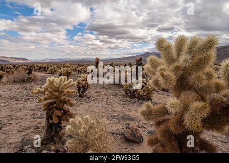 Joshua Tree National Park, CA, États-Unis - 30 décembre 2012 : gros plan d'un Cactus de la Jolla parmi beaucoup sous bleu ciel nuageux. Banque D'Images