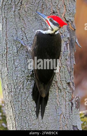 Pic de bois piléé assis sur le tronc de l'arbre dans la forêt, Québec, Canada Banque D'Images